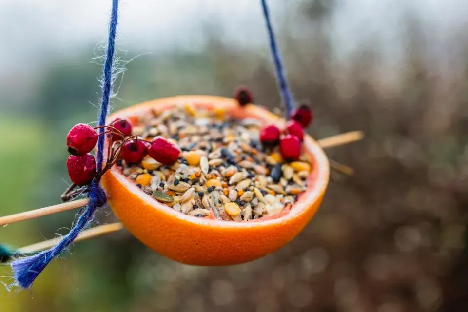 krmítko z pomeranče