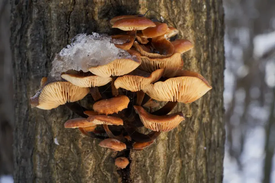 Houby naleznete i v mrazu. Neuvěřitelné zimní úlovky z lesa i parků
