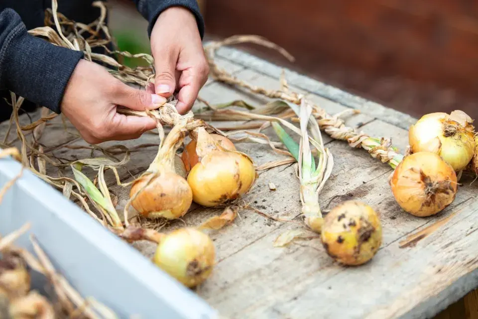 Kontrola uskladněné úrody