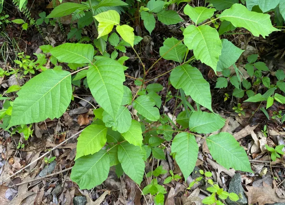 Jedovatec kořenující (Toxicodendron radicans)