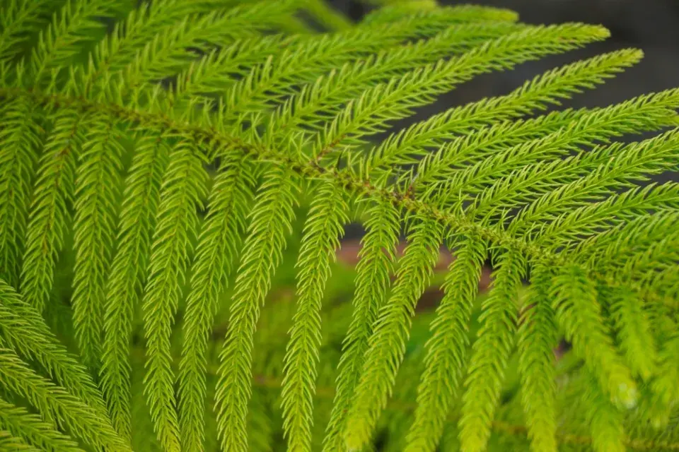 Blahočet ztepilý (Araucaria heterophylla) 