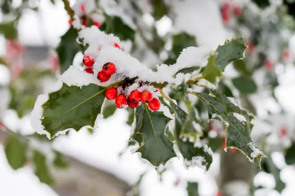 Krásy zimní zahrady