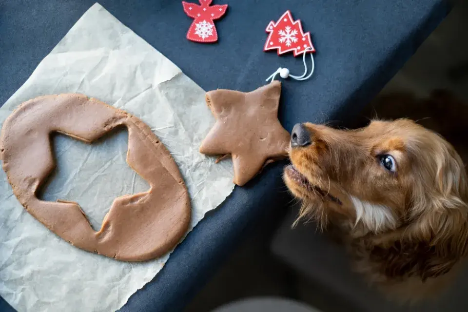 Vánoce s mazlíčky