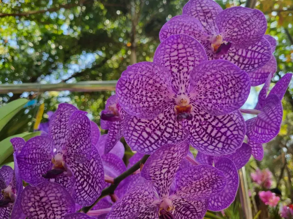 Vanda