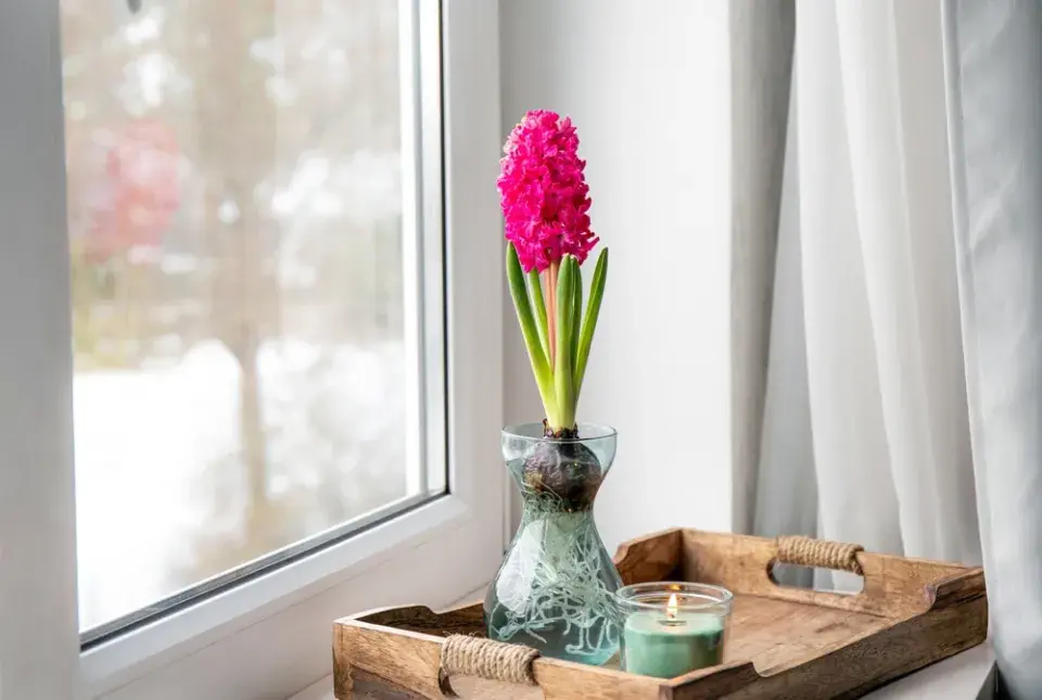 Jarní cibuloviny, které ozdobí vaše vánoční dekorace