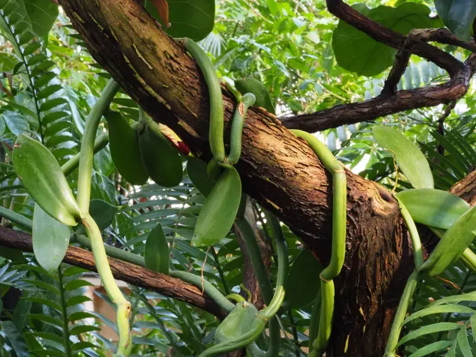 Vanilkovník je popínavá orchidej