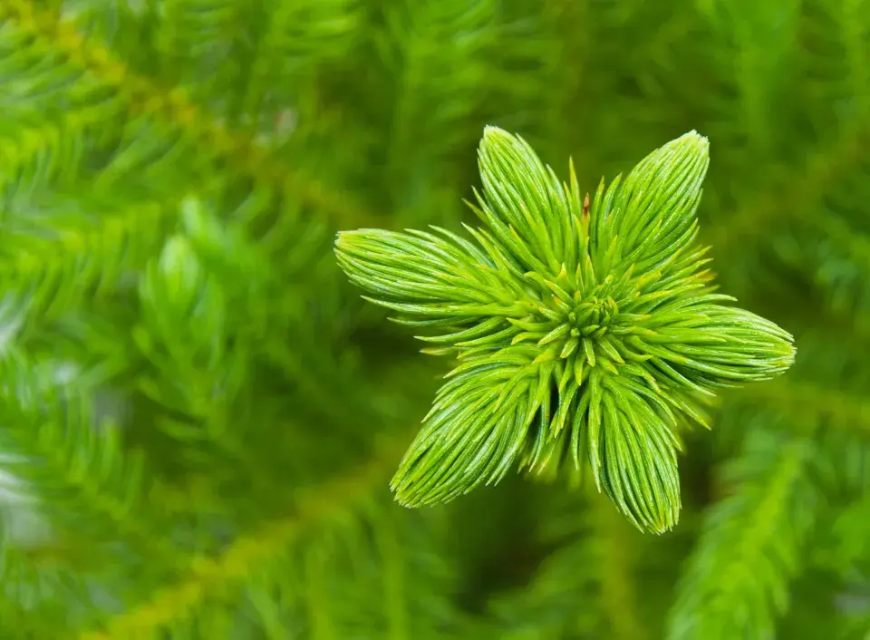 Blahočet ztepilý (Araucaria heterophylla) 