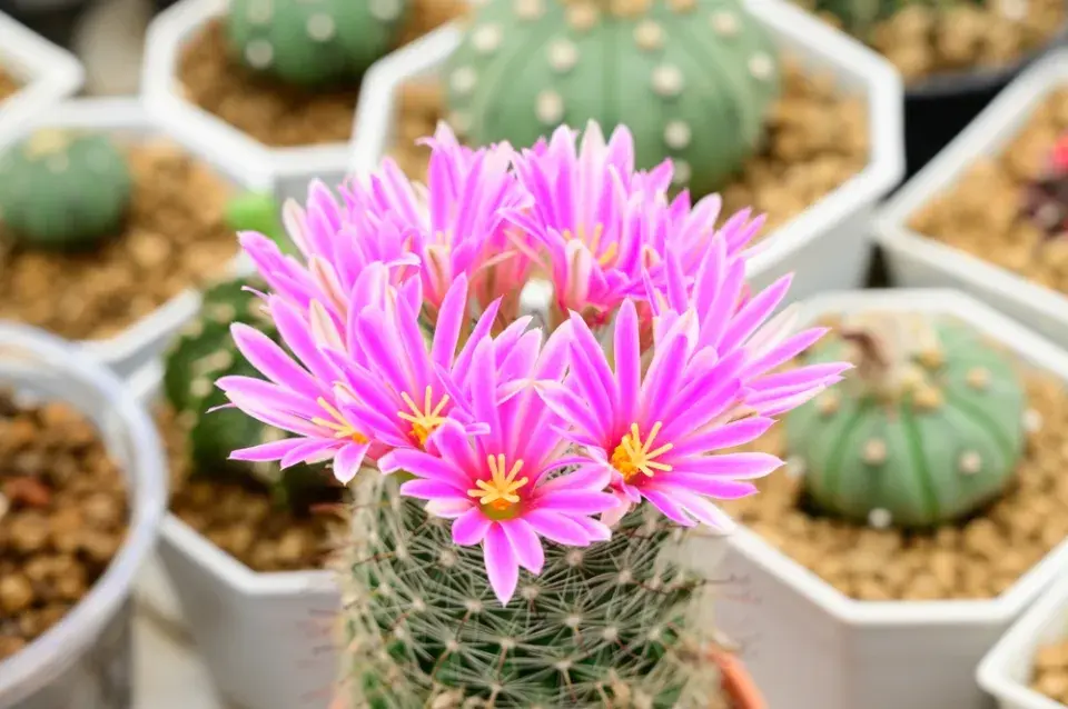 Mamilárie (Mammillaria)
