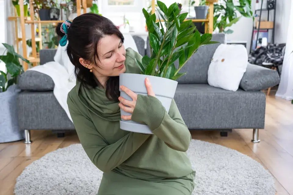 Otáčení pokojovek v zimě