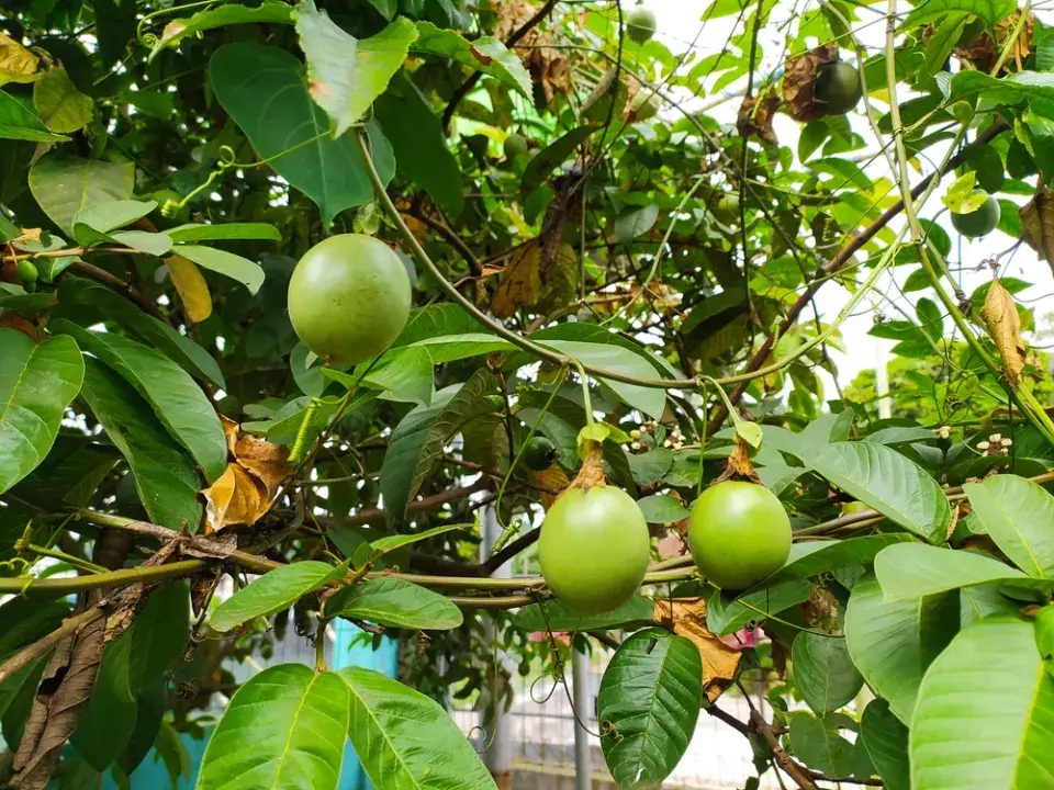 Mučenka má chutné plody