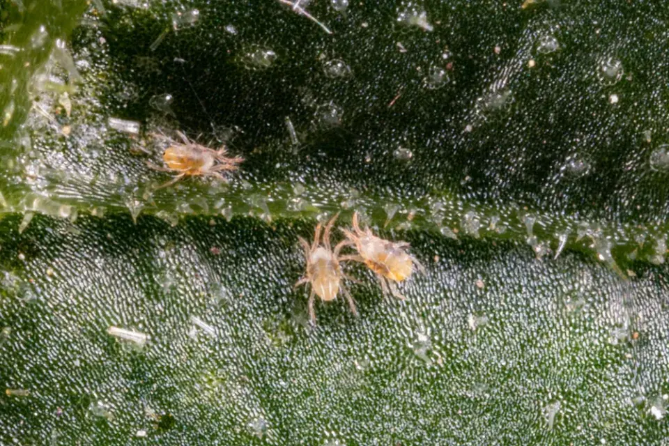 bramboříky a svilušky