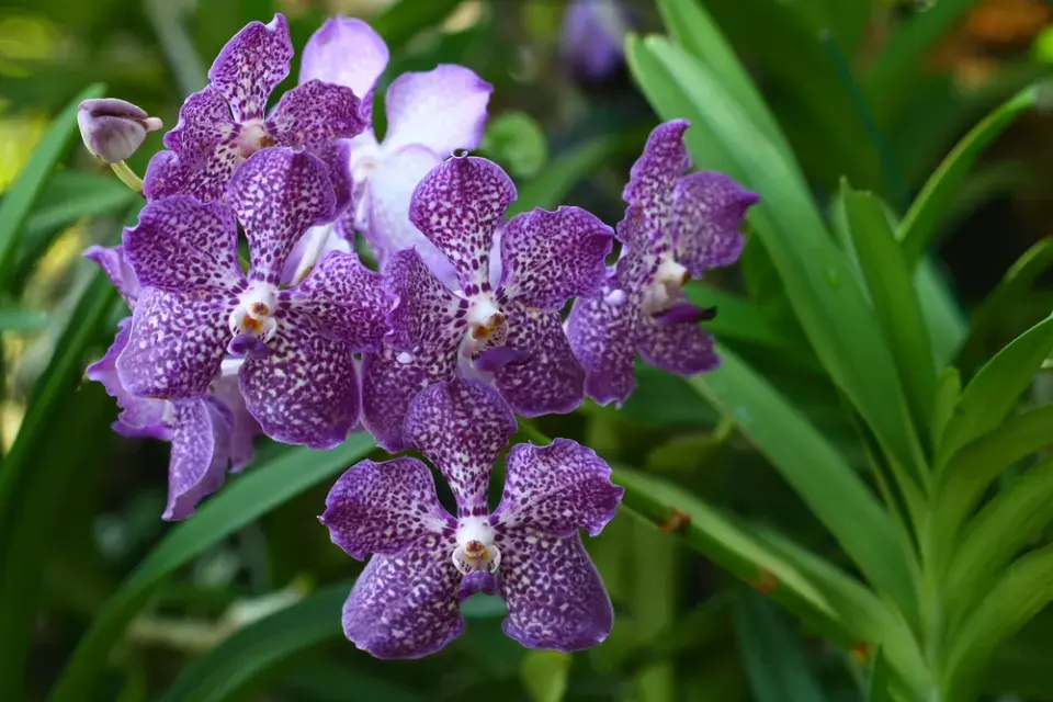 Modrá orchidej Vanda