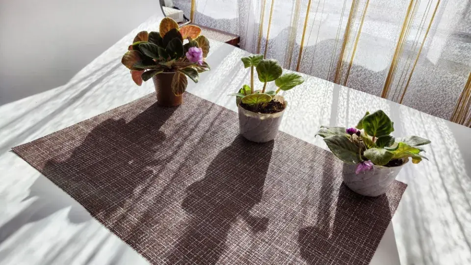 Africká fialka (Saintpaulia ionantha) 