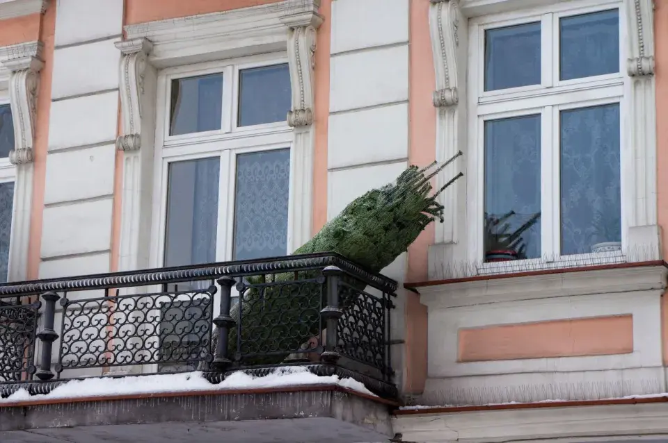 Živý vánoční stromeček 