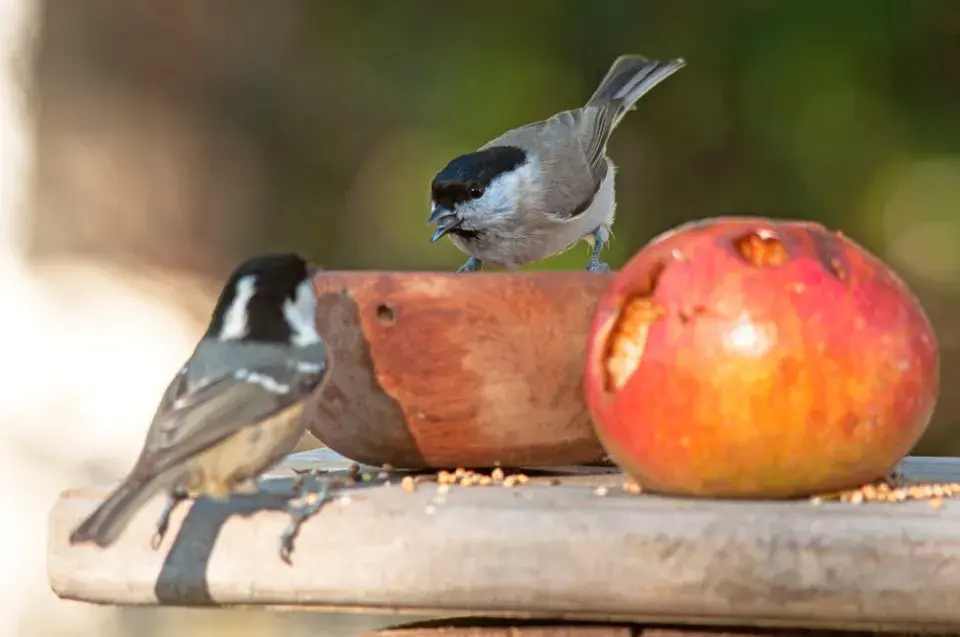 Vánoční krmítka pro ptáky