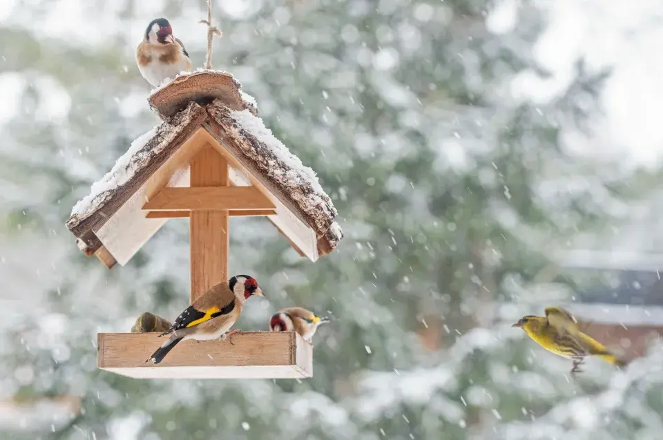 Ptáci v zimě