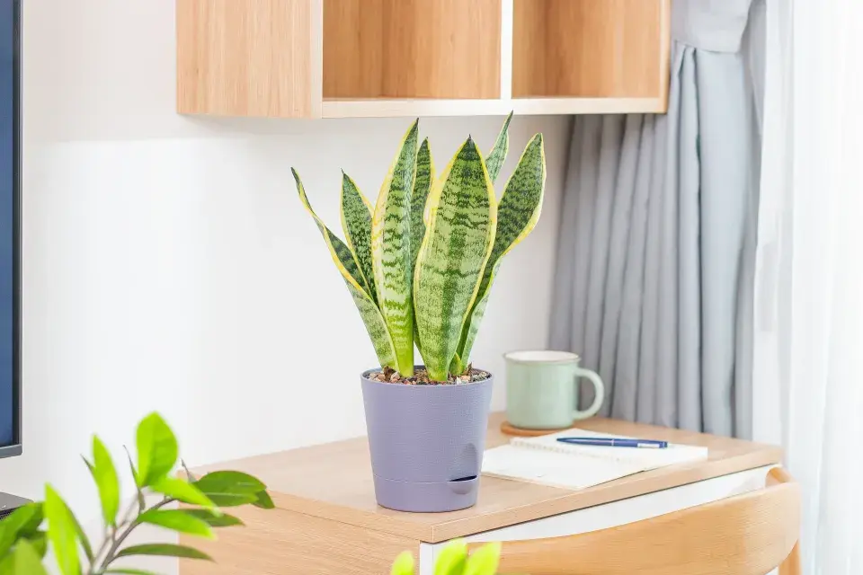 Pokojovky v topné sezoně