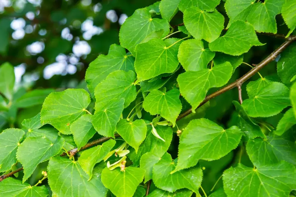 Listy lípy srdčité