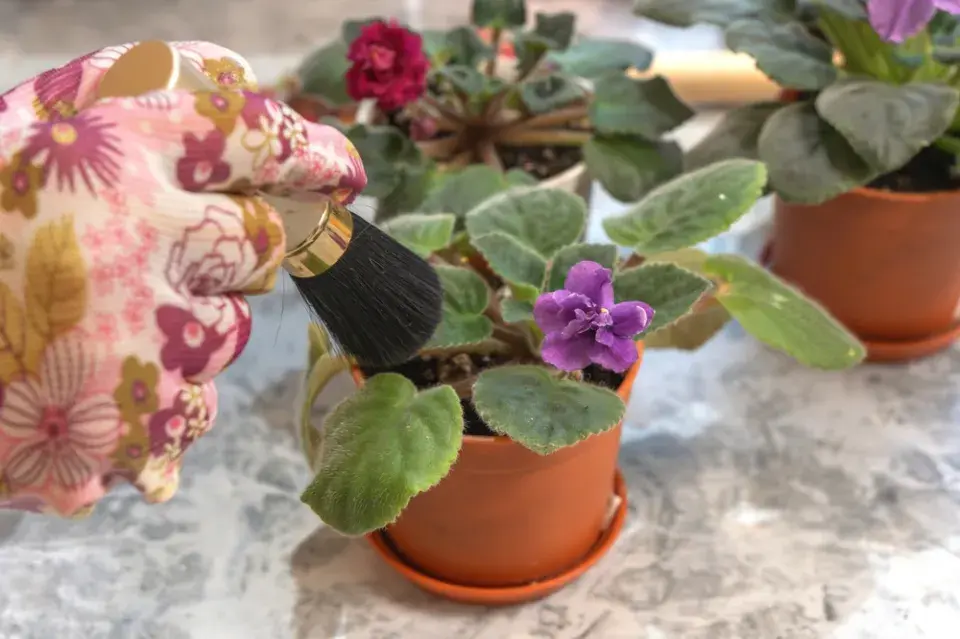 Africká fialka (Saintpaulia ionantha)