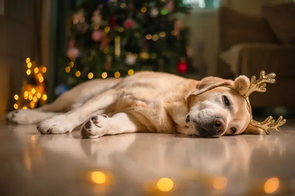 Vánoce s mazlíčky