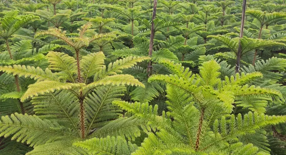 Blahočet ztepilý (Araucaria heterophylla)
