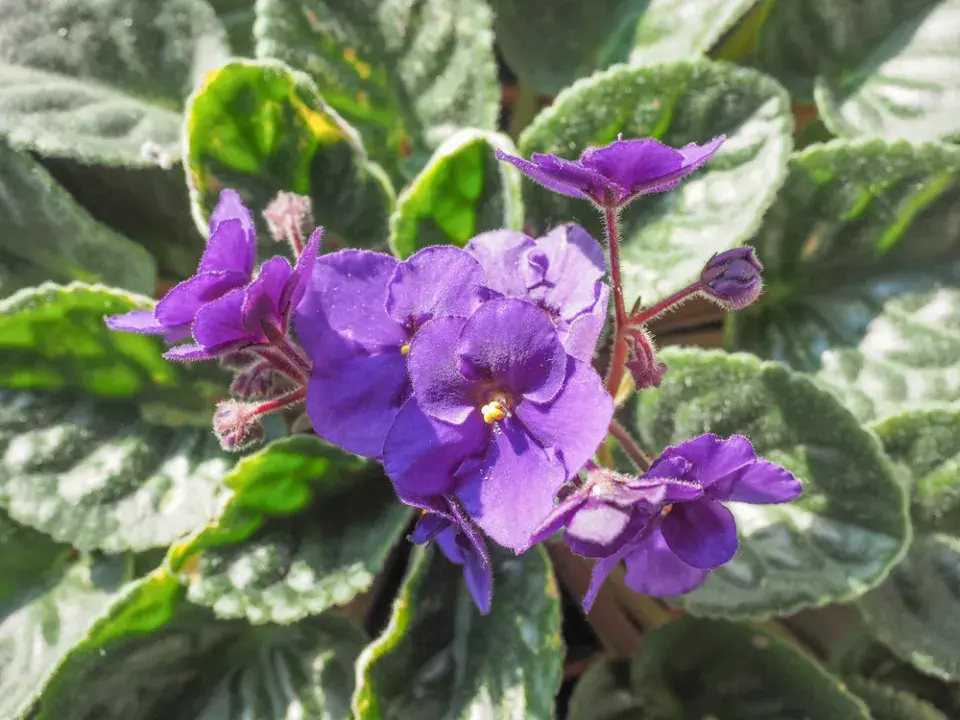 Africká fialka (Saintpaulia ionantha) 