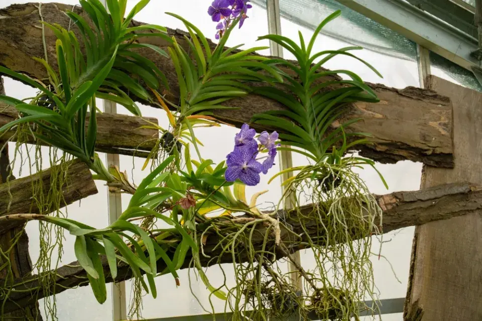 Vanda