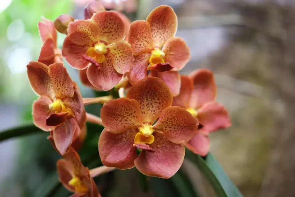 Vanda