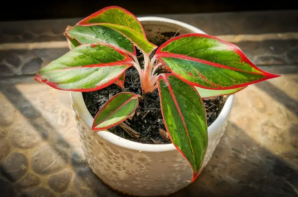 Aglaonema (Aglaonema commutatum)