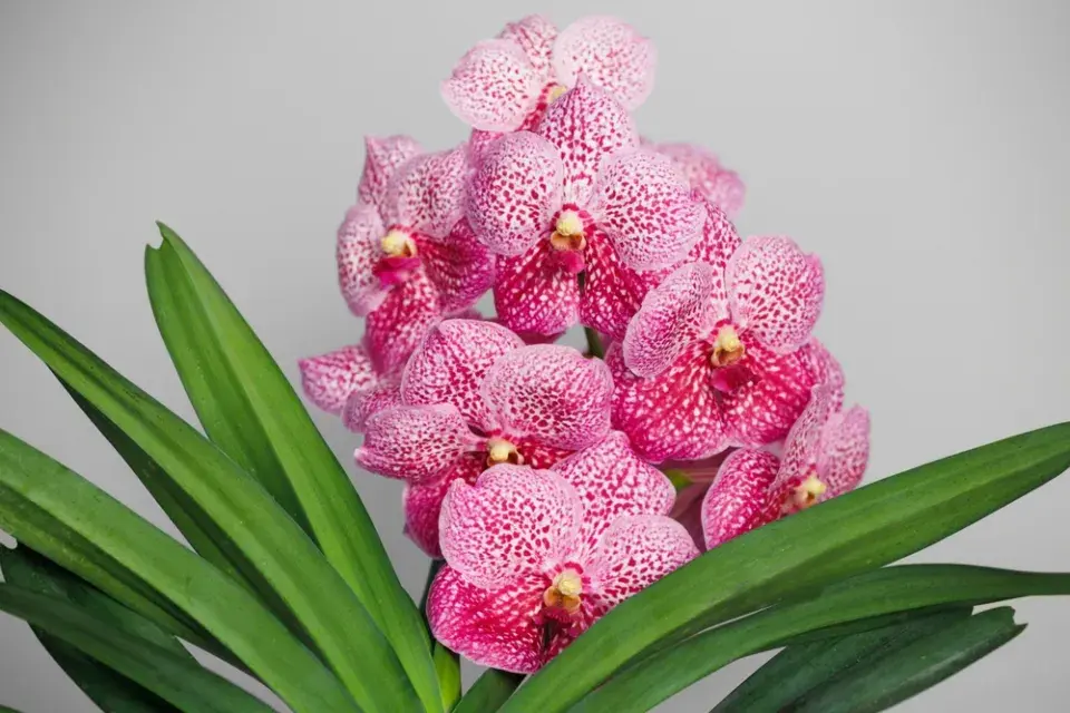 Vanda