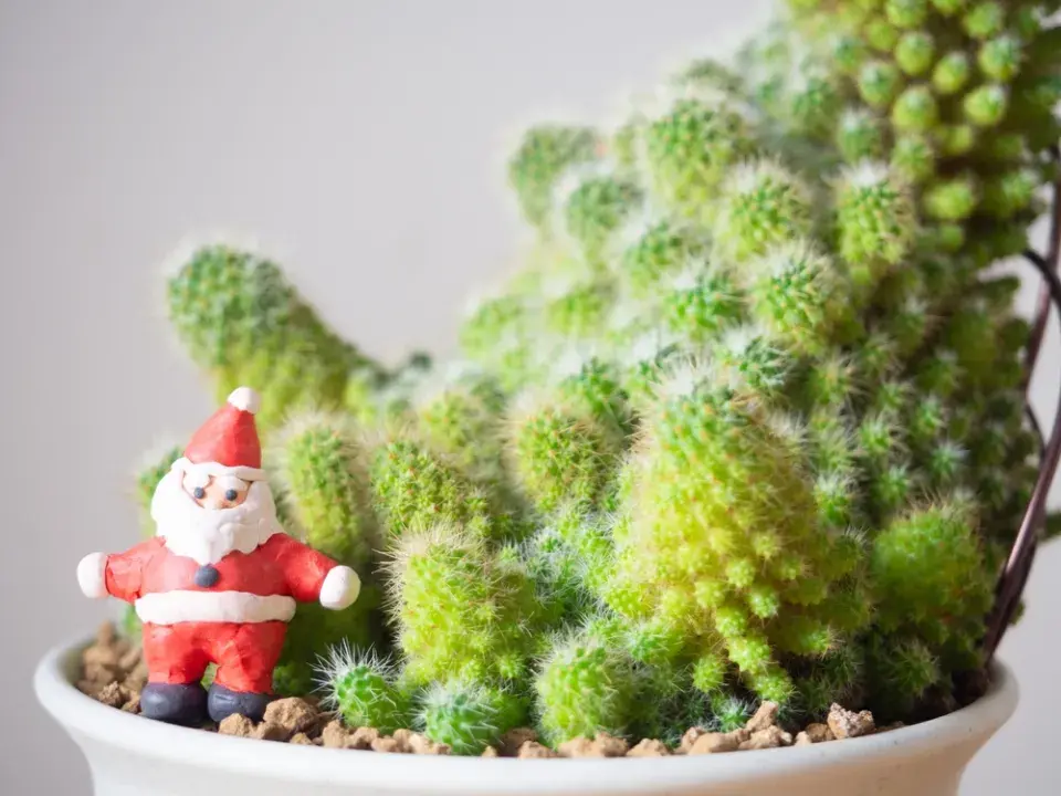 Mamilárie (Mammillaria)