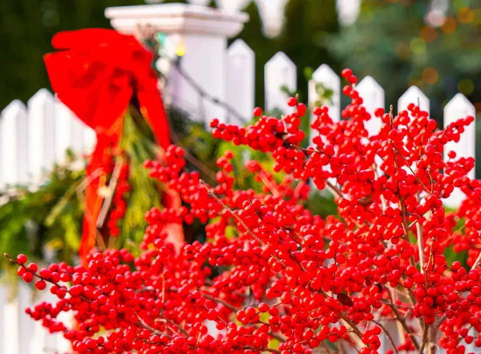 cesmína přeslenitá (Ilex verticillata)