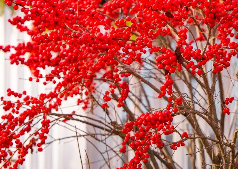 cesmína přeslenitá (Ilex verticillata)