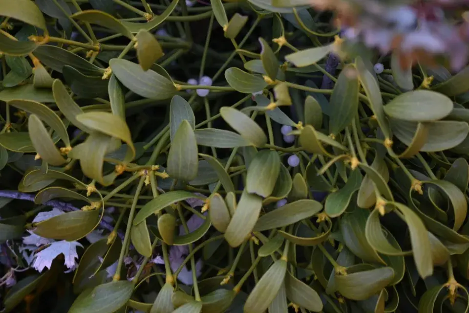 Jmelí není jen dekorace