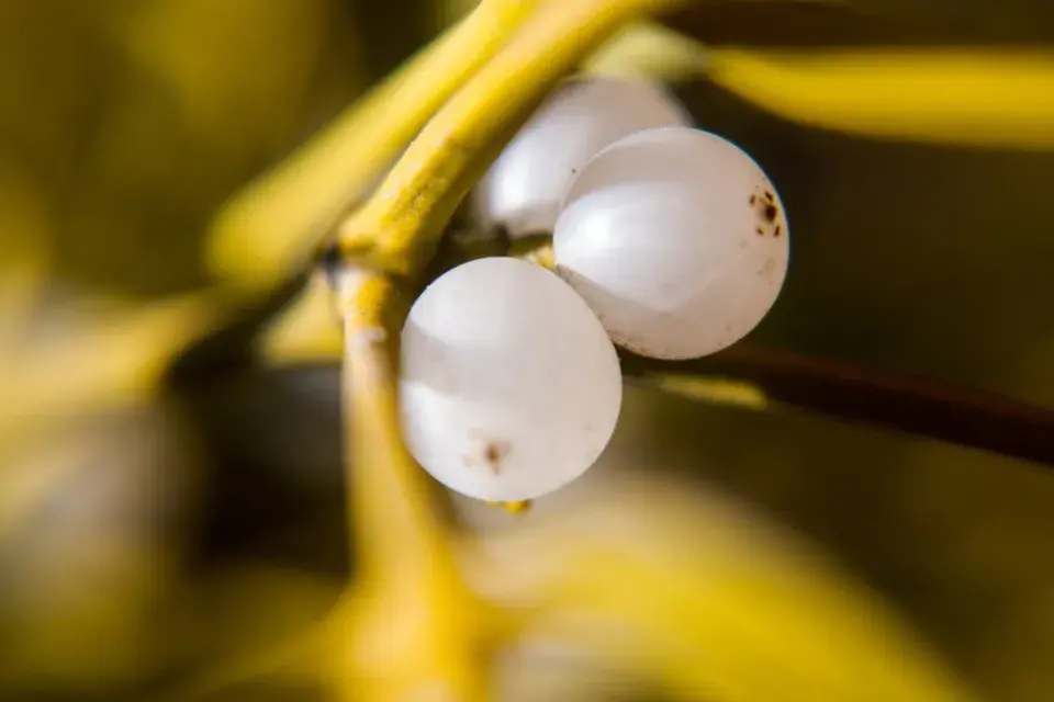 Jmelí není jen dekorace