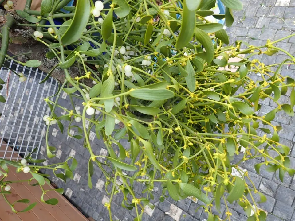 Jmelí není jen dekorace