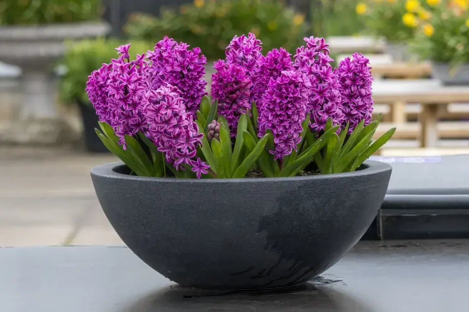 Hyacinty 