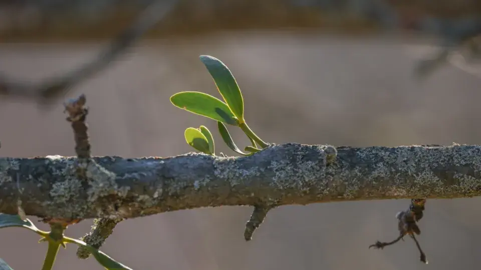 Jmelí není jen dekorace