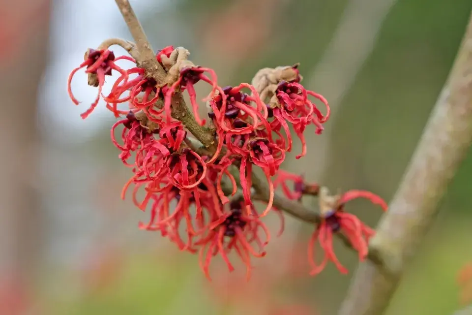 Vilín prostřední ´Rubín´