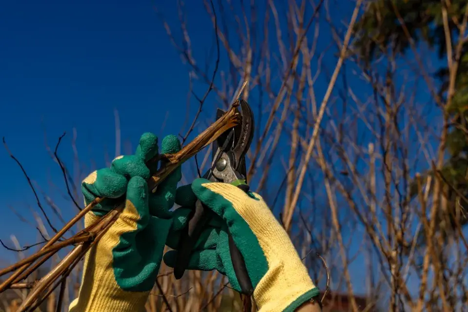 Sestřih zdivočelých okrasných keřů
