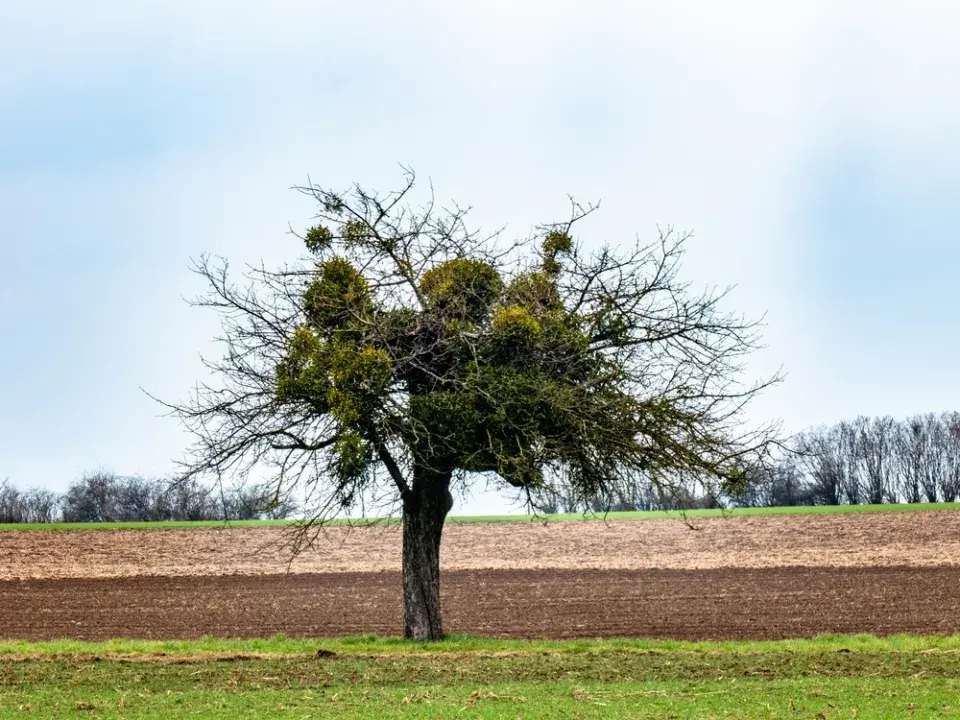 Jmelí není jen dekorace