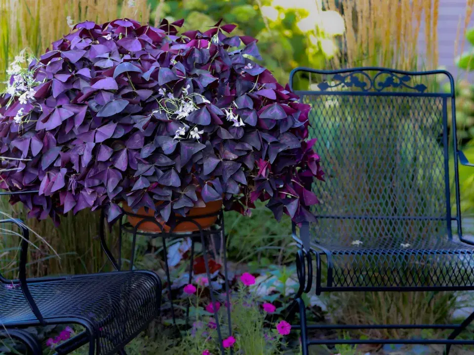 Rostlina pro štěstí 