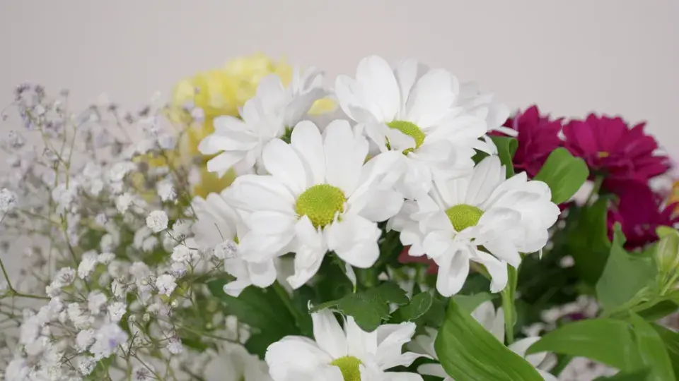 Chryzantémy a gypsophilla