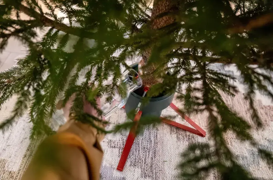 Živý vánoční stromeček 