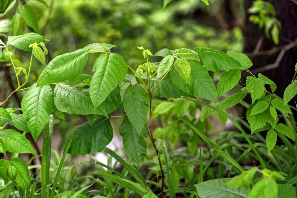 Jedovatec kořenující (Toxicodendron radicans)