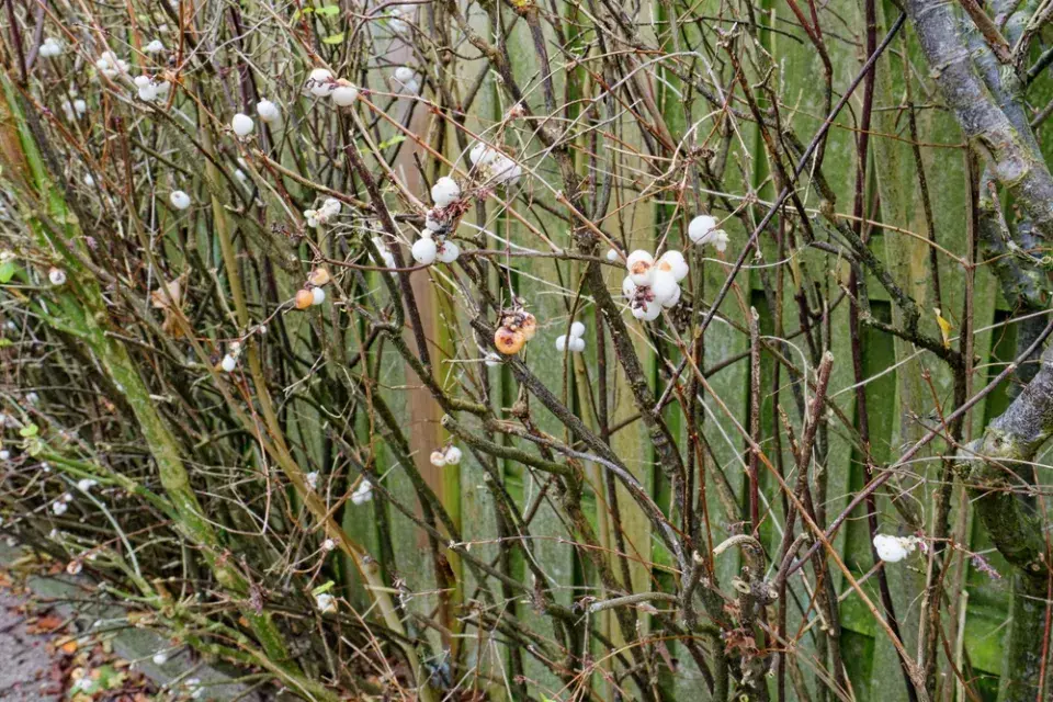 Sestřih zdivočelých okrasných keřů