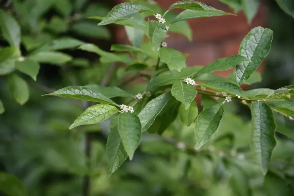 cesmína přeslenitá (Ilex verticillata)