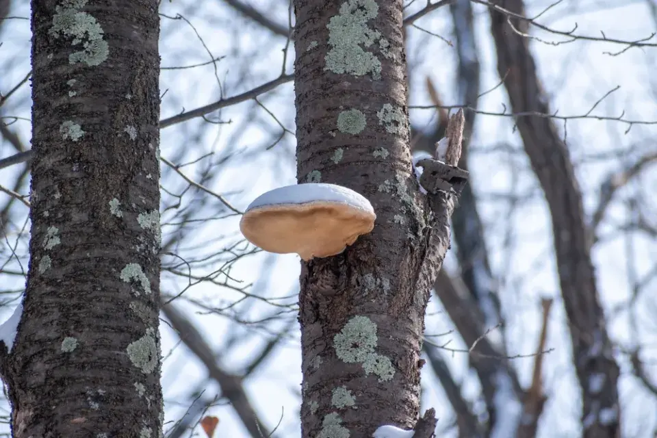 Houby naleznete i v mrazu. Neuvěřitelné zimní úlovky z lesa i parků