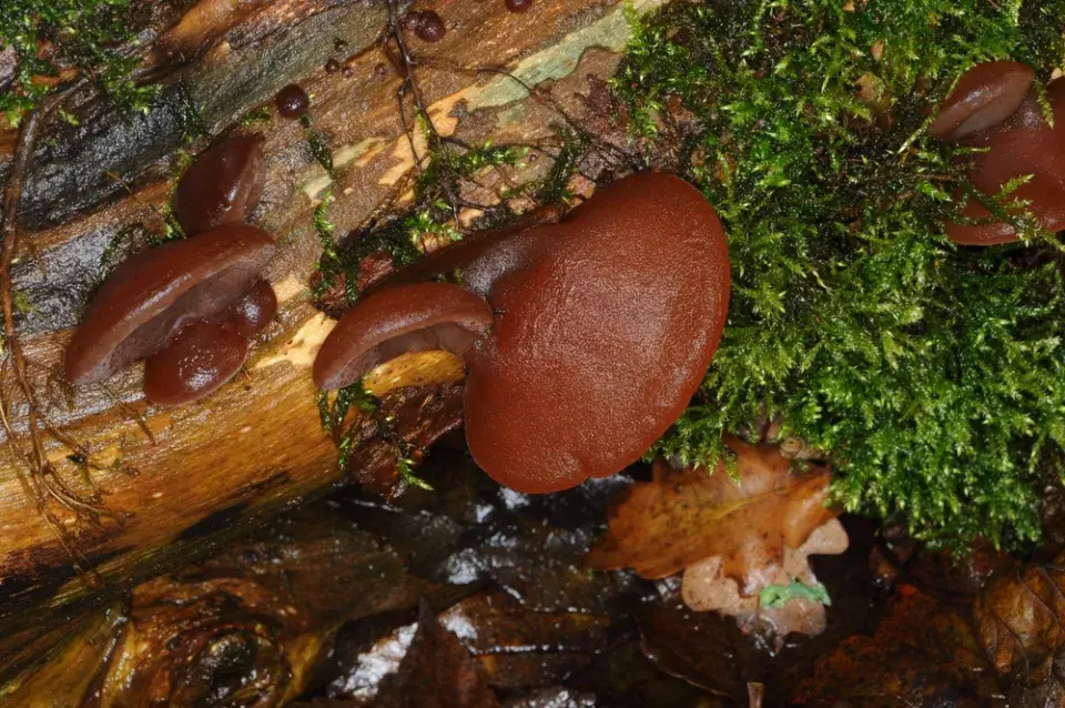 Houby naleznete i v mrazu. Neuvěřitelné zimní úlovky z lesa i parků