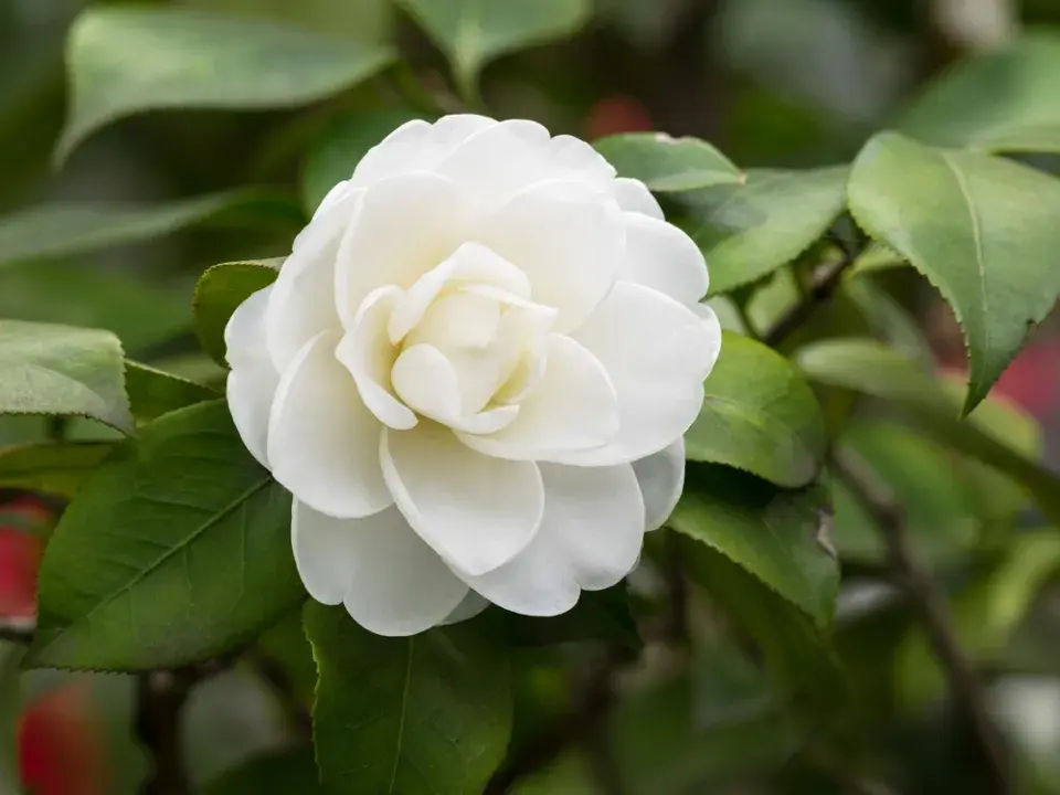 Japonská růže neboli kamélie